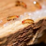Gli insetti con antenne in casa: come si chiamano e come eliminarli
