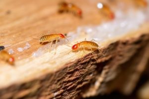 Gli insetti con antenne in casa: come si chiamano e come eliminarli